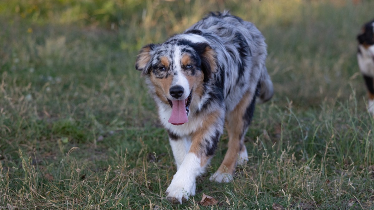 Mia - Berger Australien Bleu Merle Tricolore