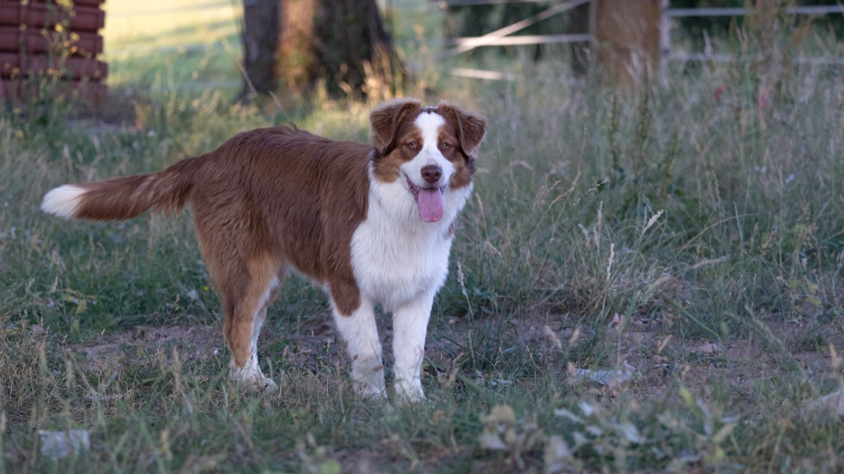 Molly - Berger Australien Rouge Bicolore