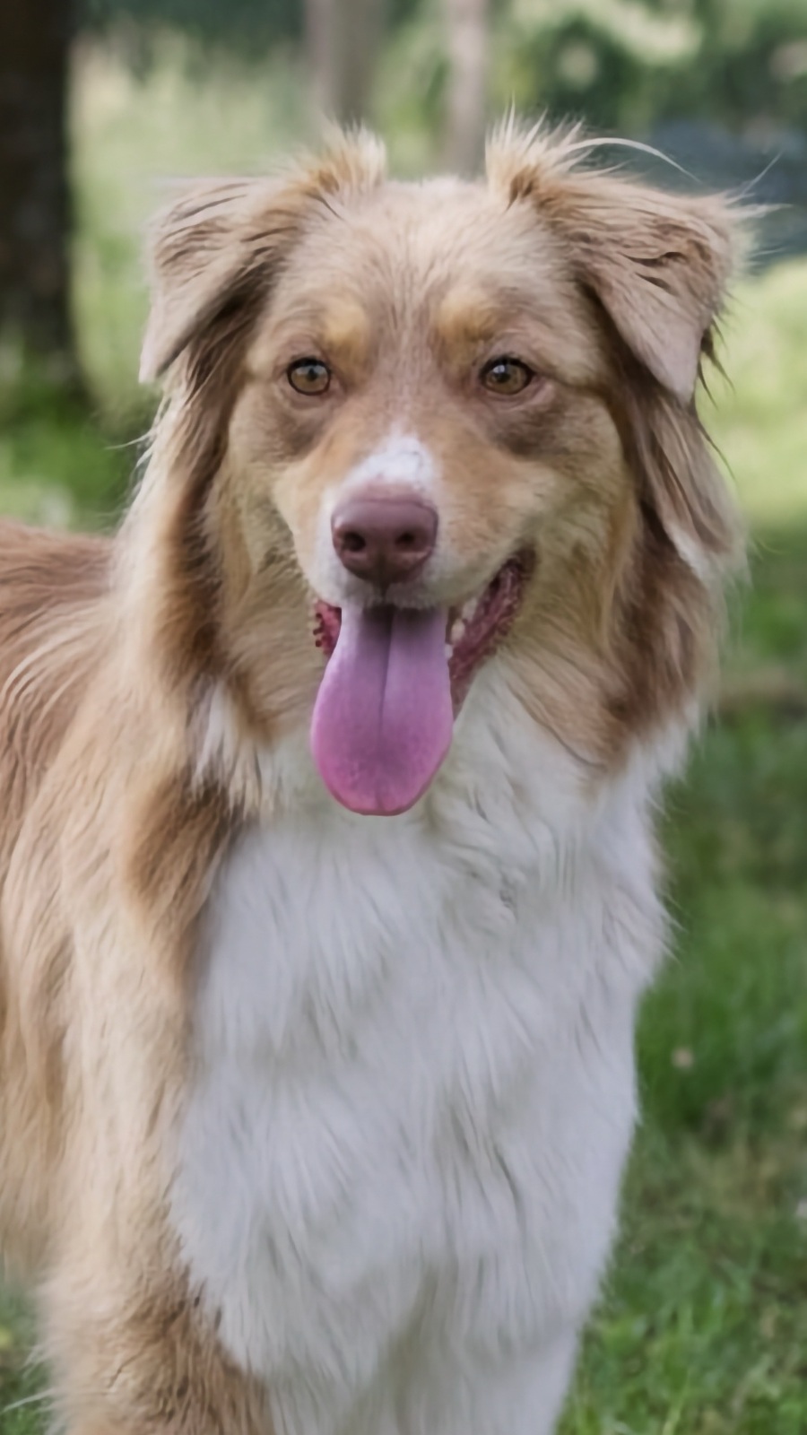 Marley - Berger Australien Rouge Bicolore