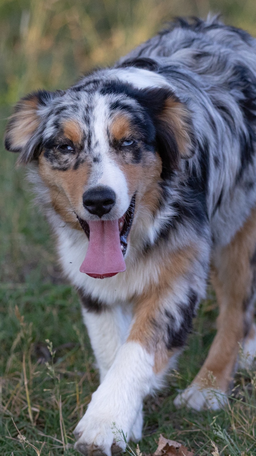 Mia - Berger Australien Bleu Merle