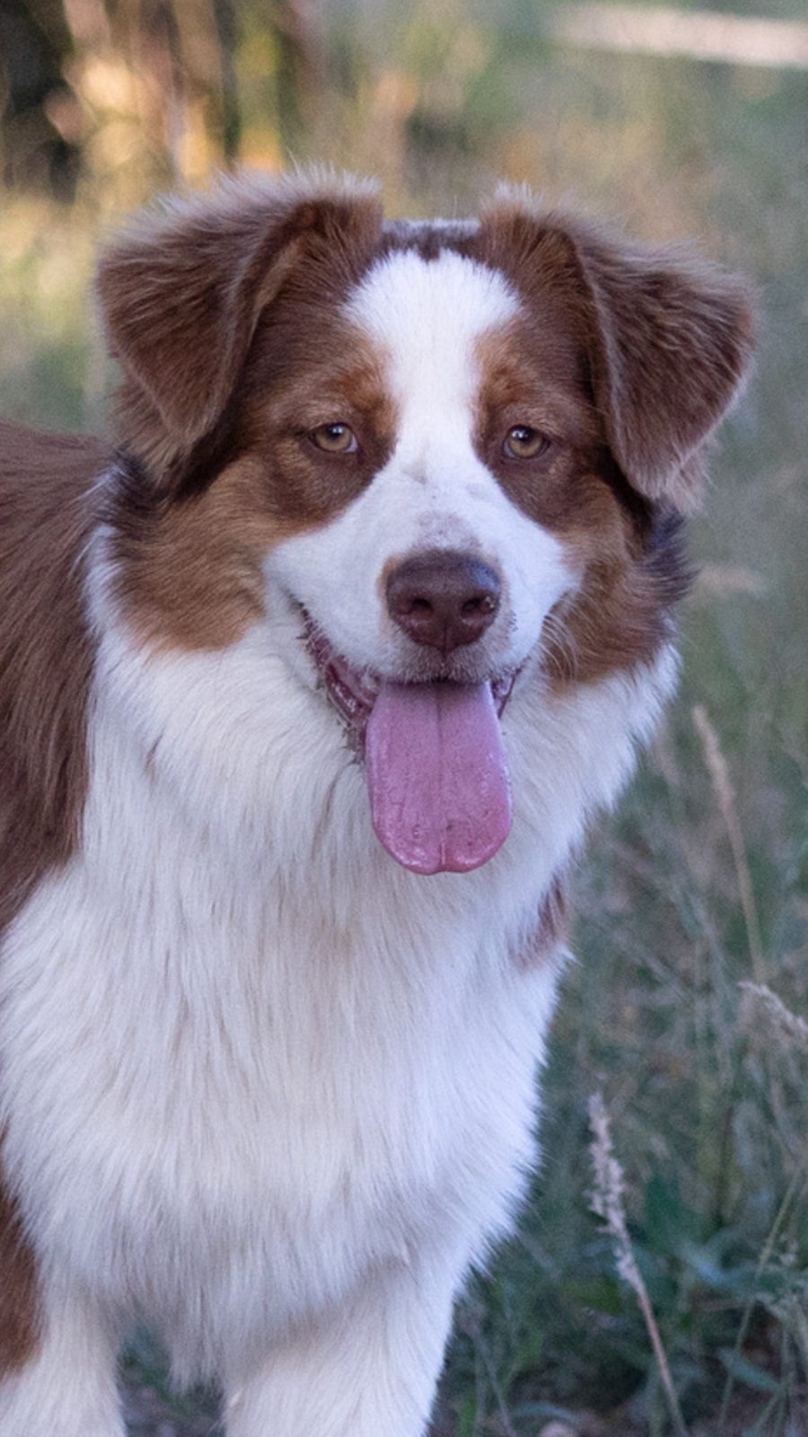 Molly - Berger Australien Rouge Bicolore
